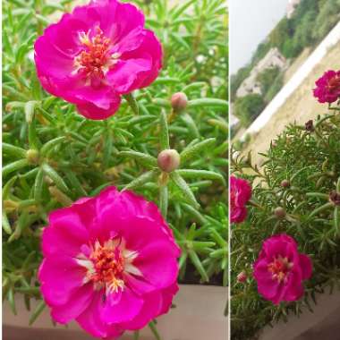 Portulaca 'Everbloom (Mix)