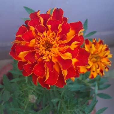 French marigold