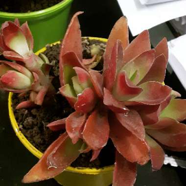 Echeveria 'Viant'