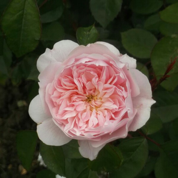 Rose 'Wisley 2008'