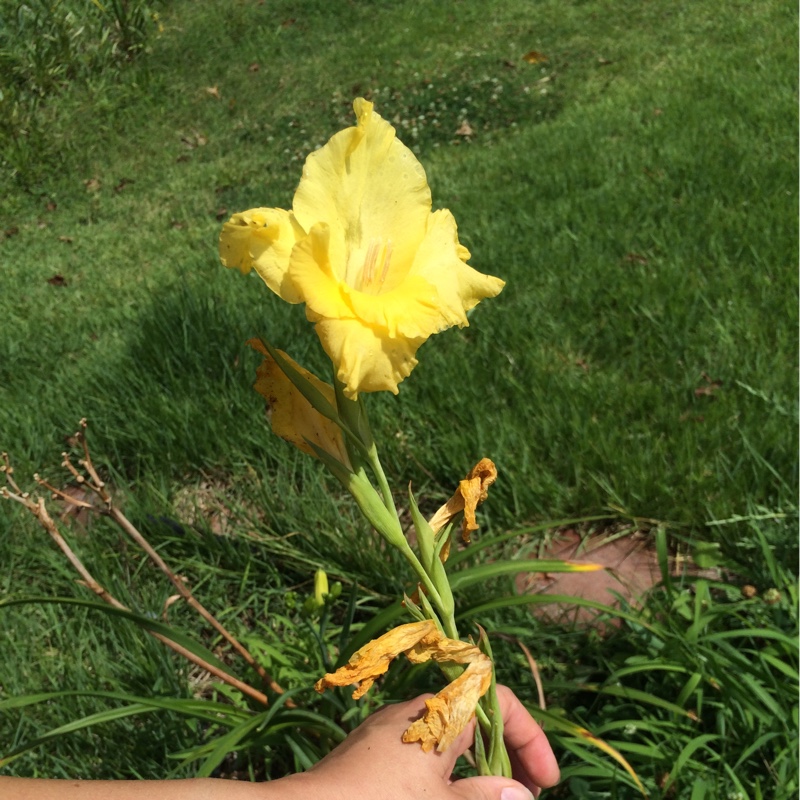 Plant image Gladiolus 'Yellow Star'