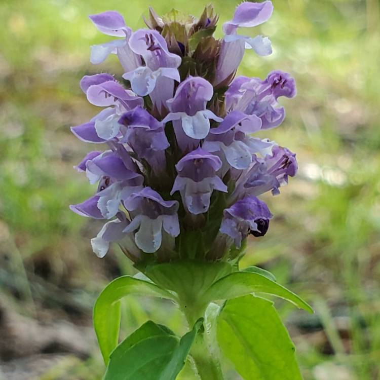 Plant image Prunella vulgaris