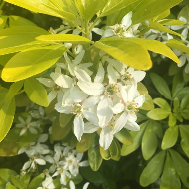 Golden Mexican Orange Blossom 'Sundance'