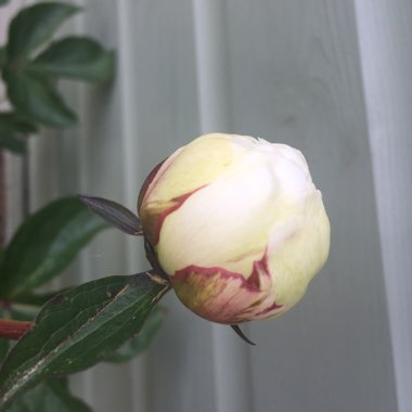 Peony 'Boule de Neige' (Herbaceous)