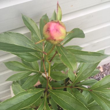 Peony 'Bowl of Beauty' (Herbaceous)