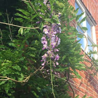 Japanese Wisteria