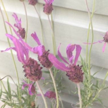 Lavender (Species) Lavender stoechas