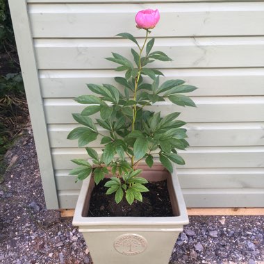 Peony 'Bowl of Beauty' (Herbaceous)