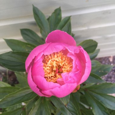 Peony 'Bowl of Beauty' (Herbaceous)