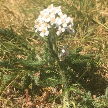 Sweet Alyssum