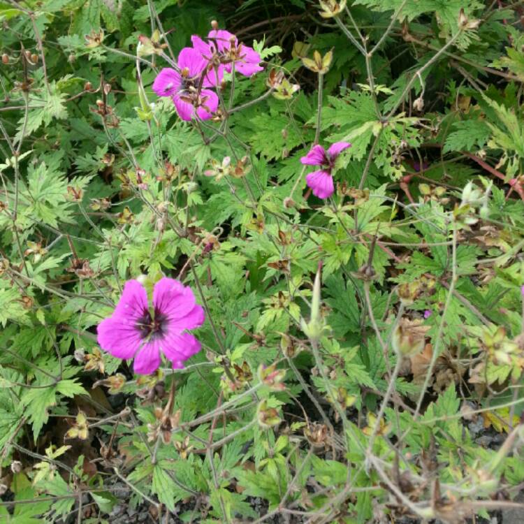 Plant image Geranium 'Ann Folkard'