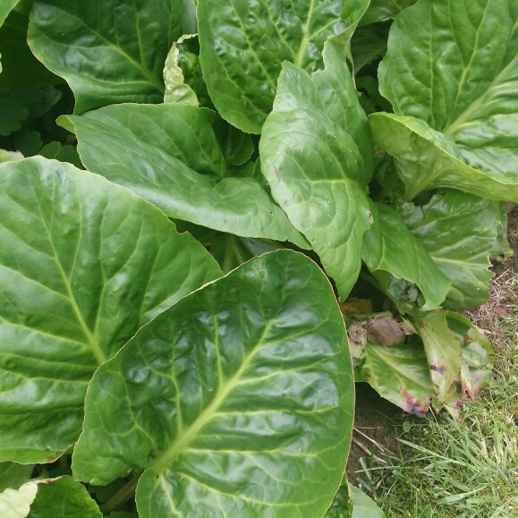 Elephant's Ears 'Biedermeier'