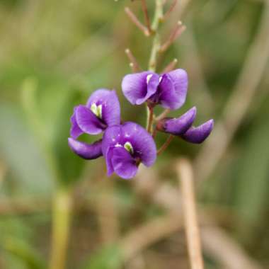 Hardenbergia comptoniana