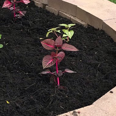 Herbst's Bloodleaf 'Blazin' Rose'