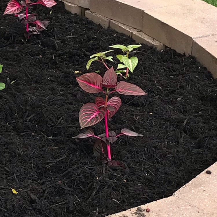 Plant image Iresine herbstii 'Blazin' Rose'