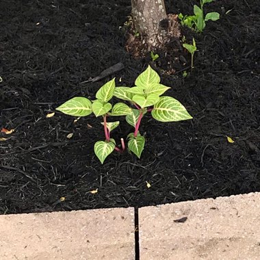 Herbst's Bloodleaf 'Blazin' Lime'