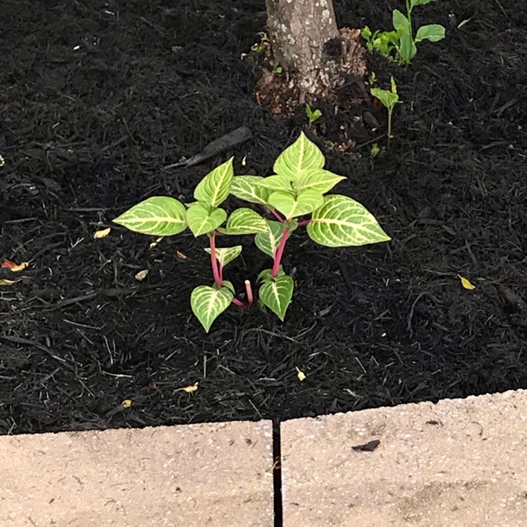 Plant image Iresine herbstii 'Blazin' Lime'