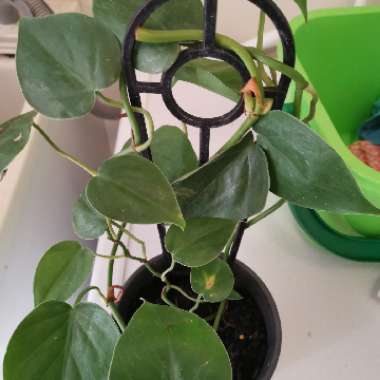 Heartleaf Philodendron