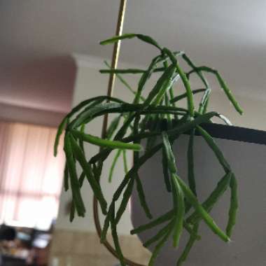 Mistletoe cacti