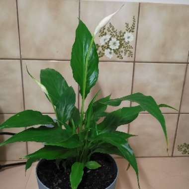 Peace Lily