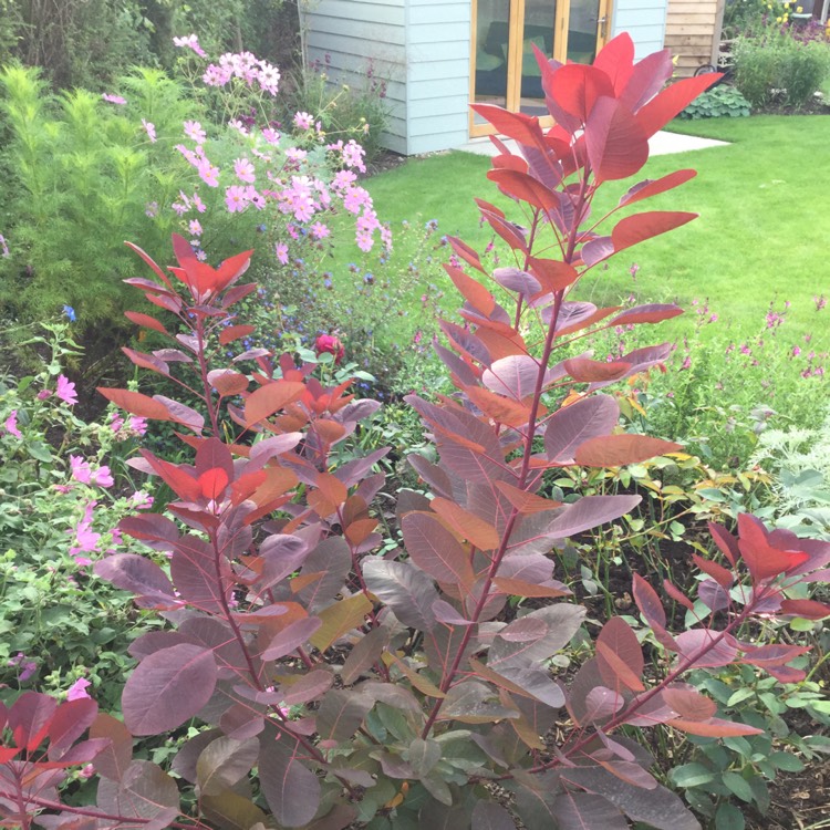 Plant image Cotinus 'Grace'