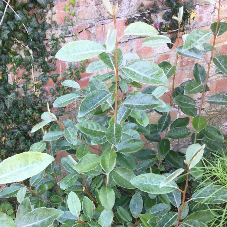 Plant image Elaeagnus x submacrophylla  syn. Elaeagnus x ebbingei