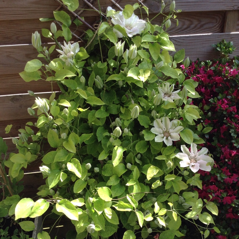 Plant image Clematis 'Chantilly'™ evipo021