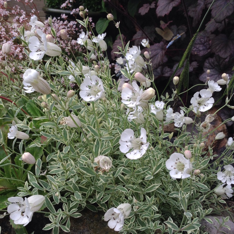 Plant image Silene 'Druett's Variegated'