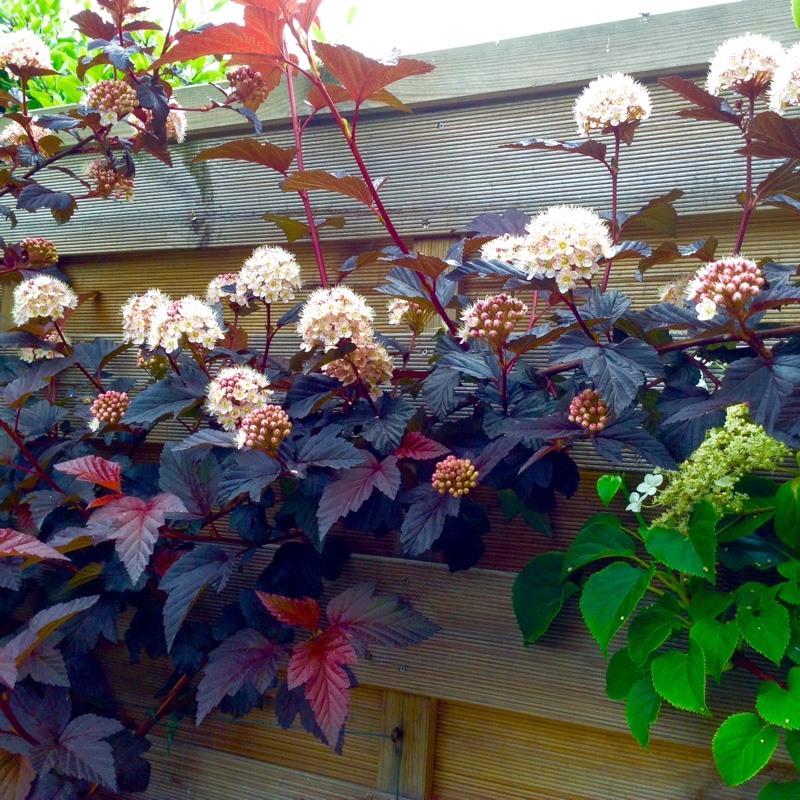 Physocarpus opulifolius 'Tuilad' syn. Physocarpus opulifolius 'Lady In Red'