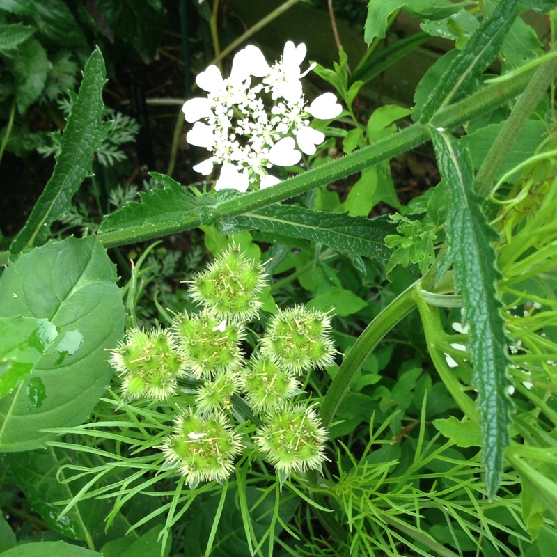 Plant image Orlaya Grandiflora