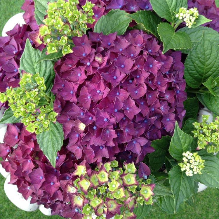 Plant image Hydrangea macrophylla 'Deep Purple Dance'