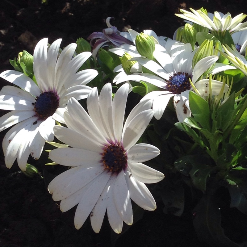 Plant image Osteospermum 'Basket White'