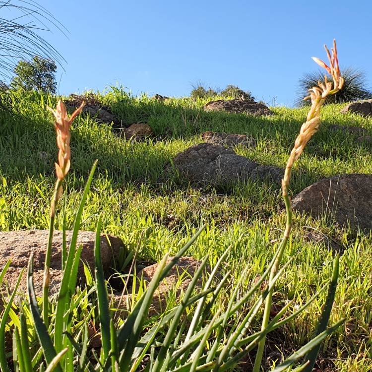 Plant image Aloe Arborescens