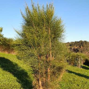 Allocasuarina Verticillata 