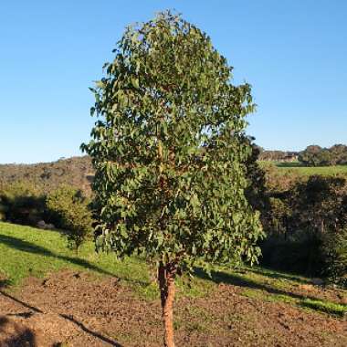 Eucalyptus camaldulensis