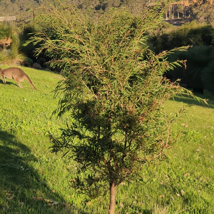 Plant image Callistemon salignus syn. Melaleuca salicina