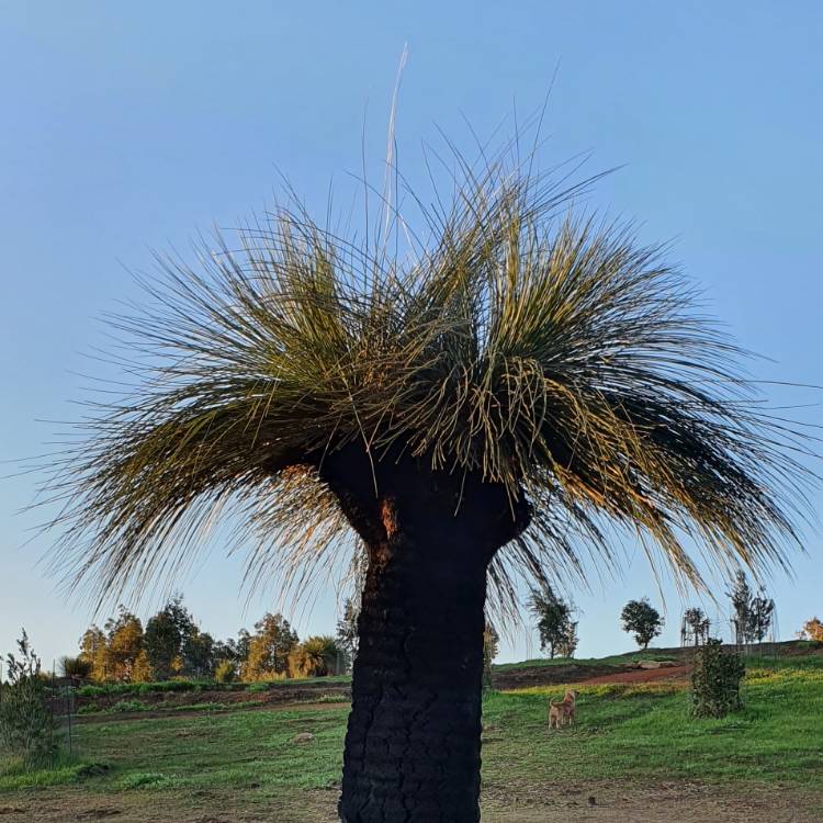 Plant image Xanthorrhoea preissii