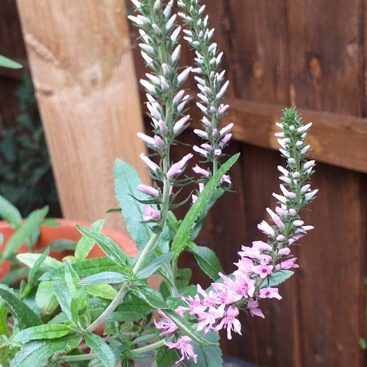 Plant image Veronicastrum virginicum 'Album'