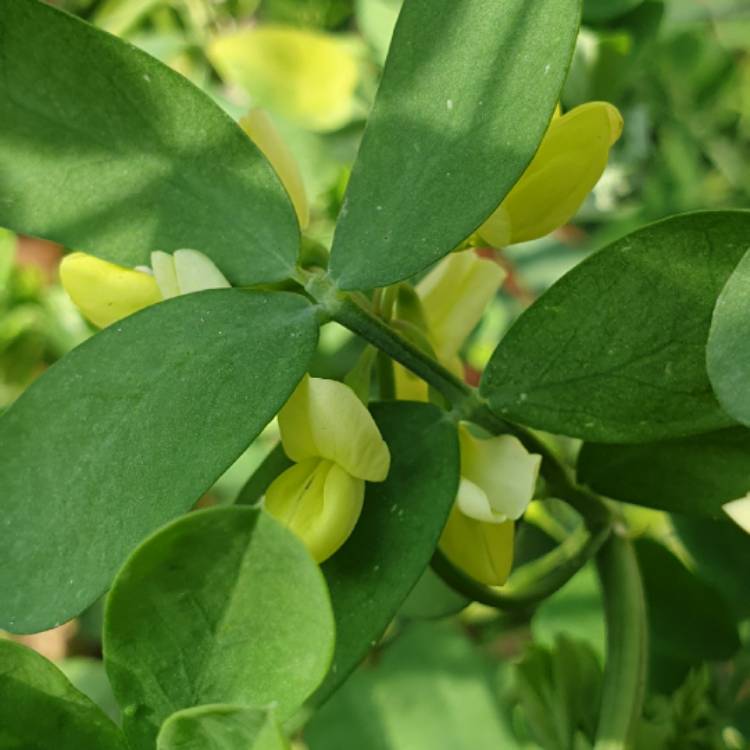 Plant image Coronilla valentina subsp. glauca  syn. Coronilla glauca