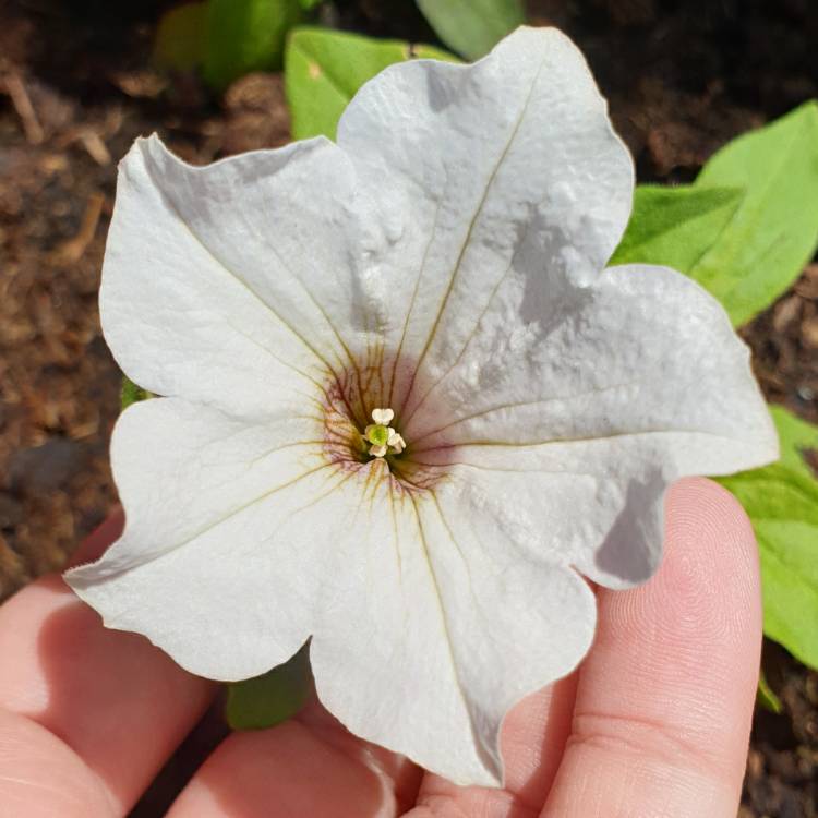 Plant image Petunia 'Revolution White' (Surfinia Series) syn. Petunia 'White'