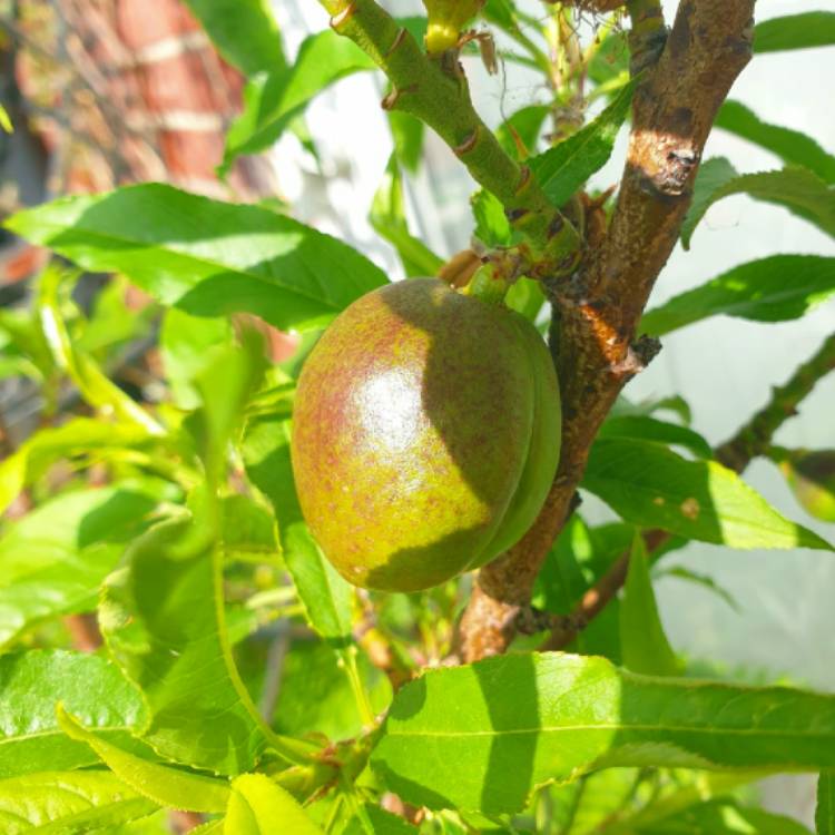 Plant image Prunus persica var. nectarina