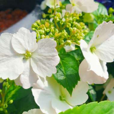 Hydrangea 'Runaway Bride Snow White'