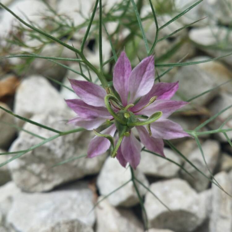 Plant image Nigella damascena 'Mulberry Rose'