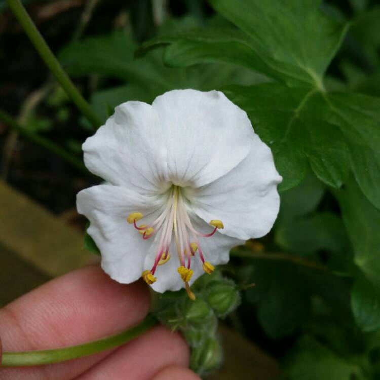 Plant image Geranium x cantabrigiense 'St Ola'