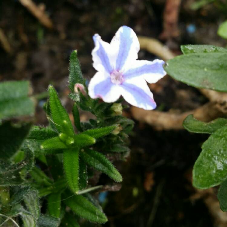 Plant image Lithodora diffusa 'Blue Star'