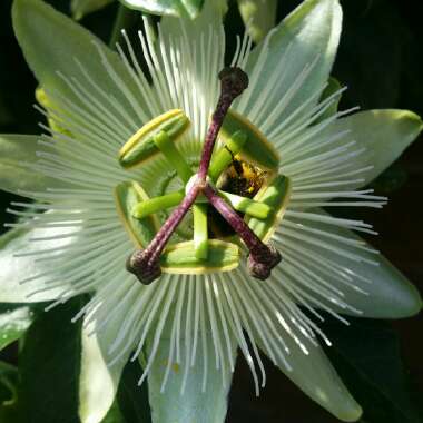 Passiflora caerulea 'Constance Elliot'