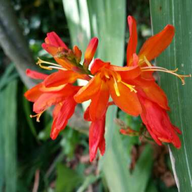 Crocosmia