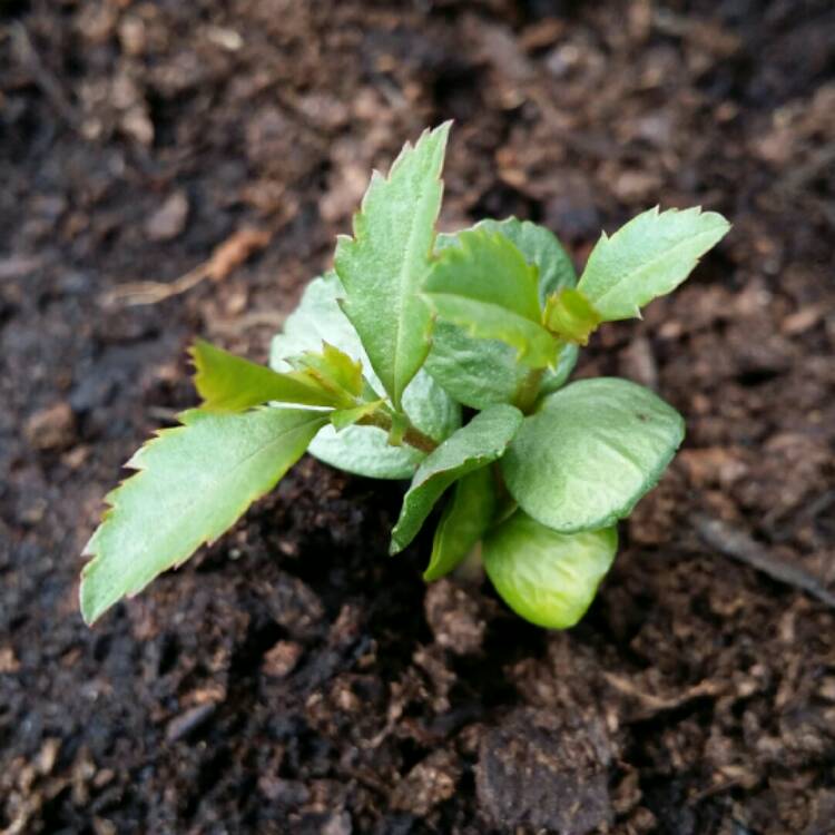 Plant image Chaenomeles