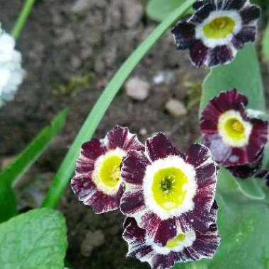 Primrose