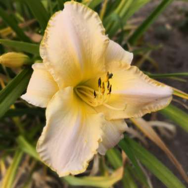 Daylily